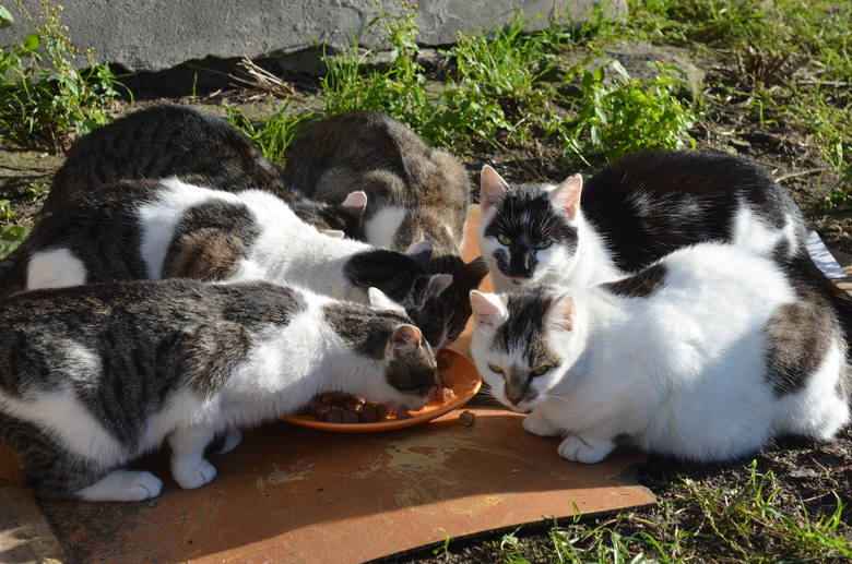 Jolanta Mrukowicz ma pod opieką 30 kotów. 