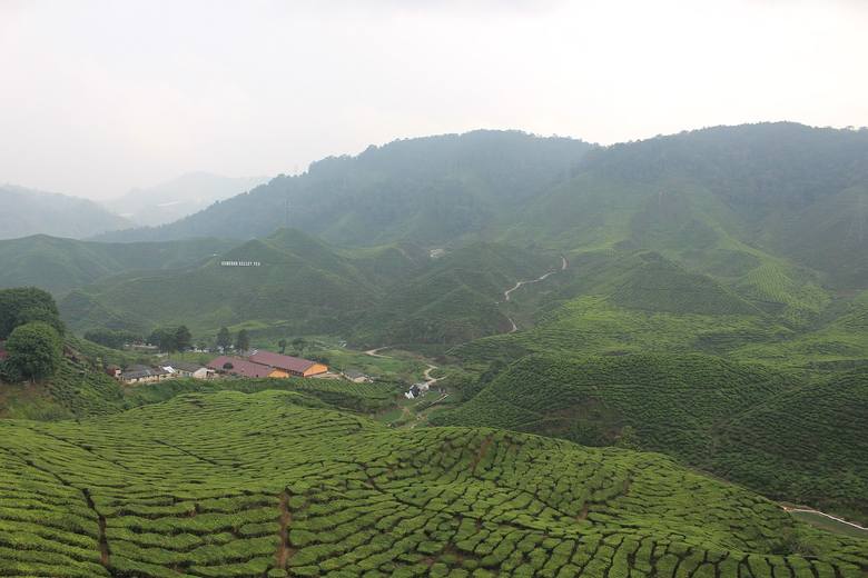 Ile właściwie warta jest herbata, za którą często płacimy krocie? Zobacz pola i wytwórnie herbaty w Malezji.