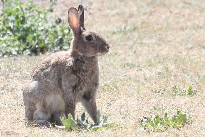 Odławianie królików można prowadzić od końca października do 15 stycznia