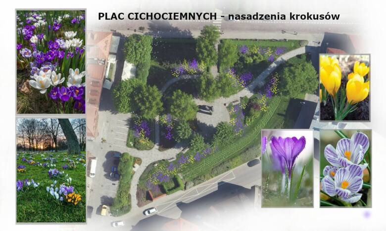 Na bulwarach w Rzeszowie powstanie ogród motyli, w centrum miasta łąka krokusowa, a nad Wisłokiem niebieska