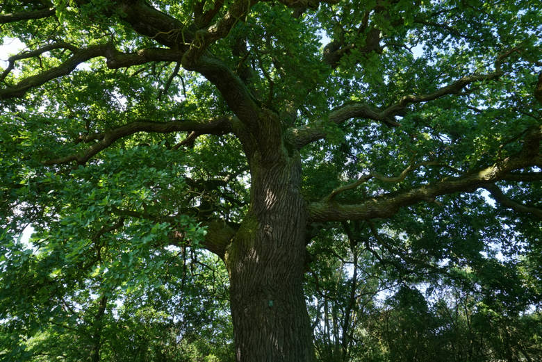 Dąb przy ul. Lubczykowej to prawdopodobnie najstarsze drzewo w Poznaniu