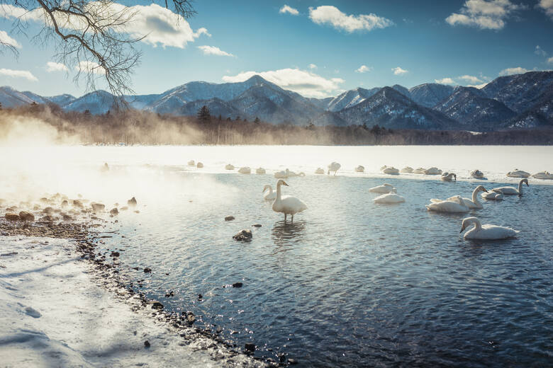Łabędzie kąpią się w jeziorze na wyspie Hokkaido zimą.