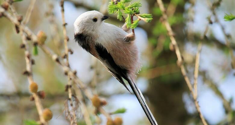 Raniuszki to niewielkie ptaki, ale mają długie ogonki.