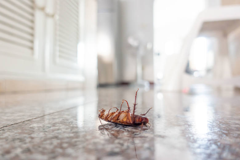 Jeśli w domu pojawiają się mrówki, pluskwy albo karaluchy, koniecznie spróbuj 10 g (łyżka) boraksu, tyle samo cukru oraz 0,5 szklanki wody. Gotową miksturę rozpryskaj w miejscach, w których pojawiają się robaki – w domu i na zewnątrz.