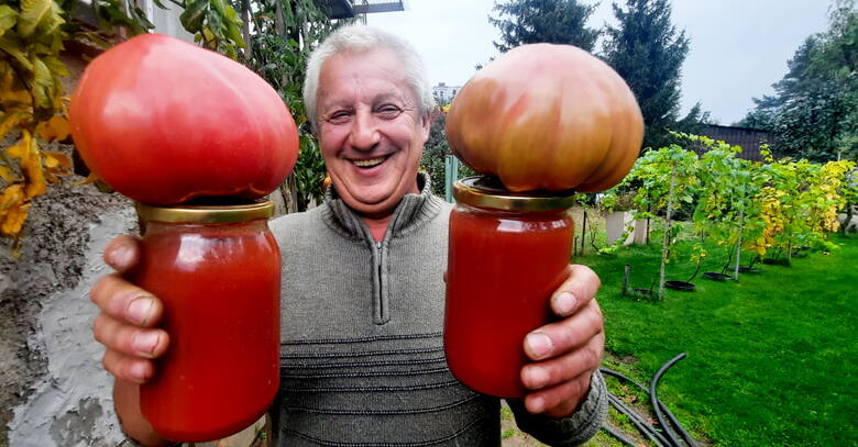 Pomidory uprawiane przez zielonogórzanina Zbigniewa Oleksiejuka osiągnęły wysokość 4,32 m