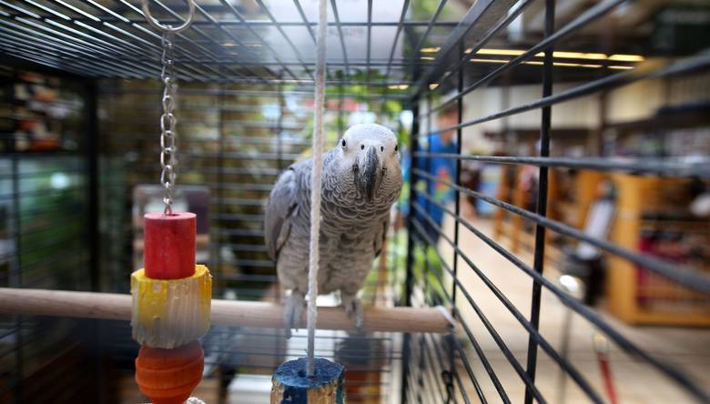 Gucio, gadająca i niezwykle towarzyska papuga z Łodzi
