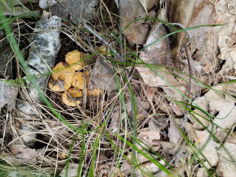 Pierwsze kurki znaleziono m.in. w województwie lubelskim. To początek sezonu, więc grzyby są jeszcze małe i nie można mówić o wysypie.