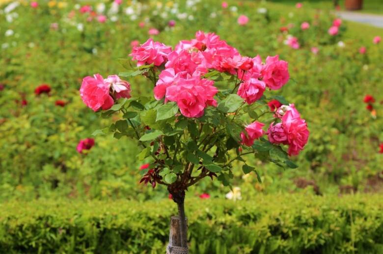 Na pniach szczepi się róże należące do różnych gatunków i typów, dlatego ich wygląd i niektóre wymagania mogą się różnić.