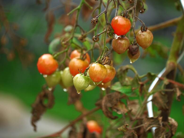 Zaszkodzić krzaczkowi pomidora możemy sami podczas podcinania liści. Gdy chcemy je usunąć, podobnie w przypadku pędów, cięcie należy przeprowadzać bezpośrednio
