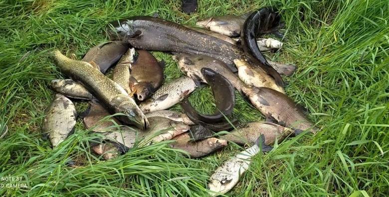 Wędkarze z Krosna Odrzańskiego i okolic wyławiają mnóstwo śniętych ryb.