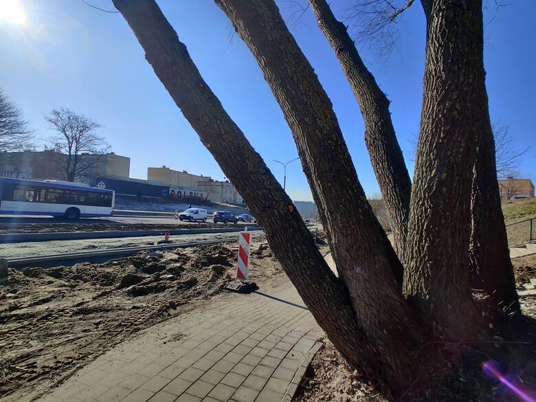 Mieszkańcy obawiają się, że drzewo może przewrócić się na chodnik i jezdnię.