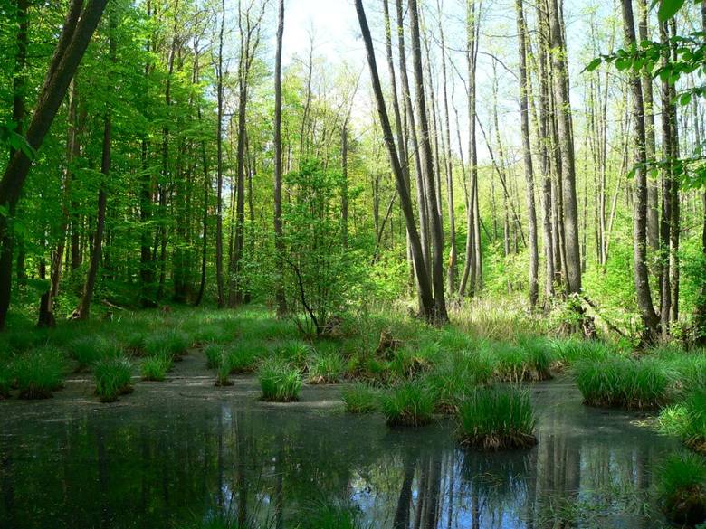 Poznaj dziesięć niezwykłych lubuskich lasów. Musisz je zobaczyć. Lubuskie lasy są piękne, rozległe i urzekają 