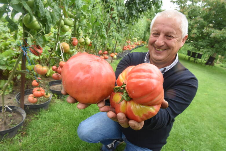 Pomidory uprawiane przez zielonogórzanina Zbigniewa Oleksiejuka osiągnęły wysokość 4,32 m
