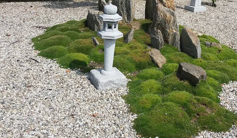 Karmnik ościsty można sadzić w ogrodach tradycyjnych i nowoczesnych oraz japońskich. Jest świetny na skalniaki, murki i chodniki.