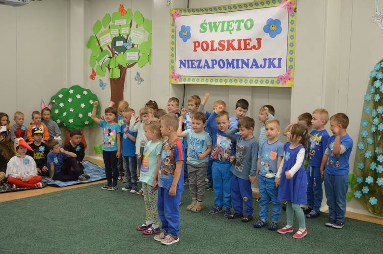 Święto Polskiej Niezapominajki w Przedszkolu nr 3 w Skierniewicach [ZDJĘCIA]