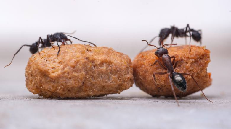Przy zwalczaniu mrówek w domu, na balkonie czy w ogrodzie idealnie sprawdzi się proszek do pieczenia. Wystarczy posypać ścieżkę, którą wyznaczyły sobie mrówki proszkiem do pieczenia i gotowe. Przy większej ilości mrówek warto zrobić roztwór z proszku do pieczenia i wody, przelać go do...