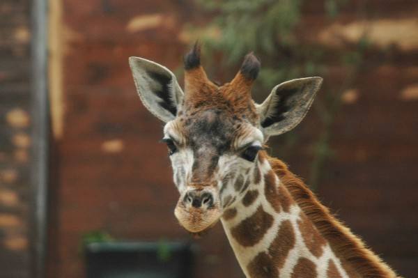 Młoda żyrafa Lira już dzisiaj jest oczekiwana w łódzkim zoo. 