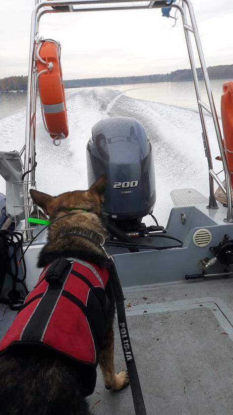 Policyjny pies Rysiek z Koszalina pracuje, aby zmarli  mogli przejść na drugą stronę