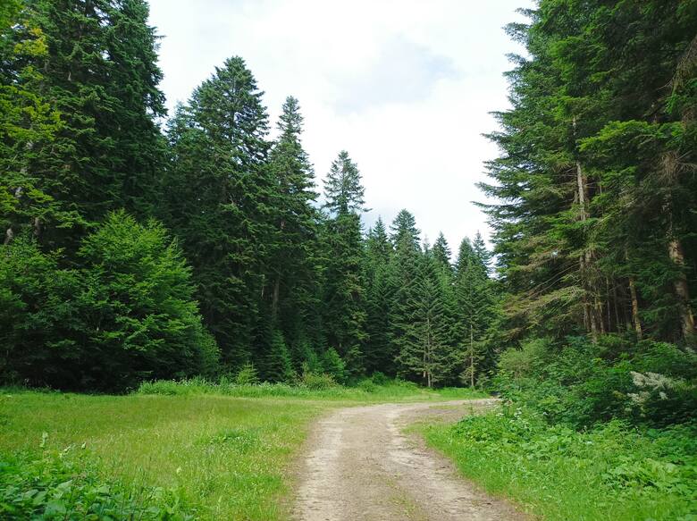 Ścieżka w górskim lesie