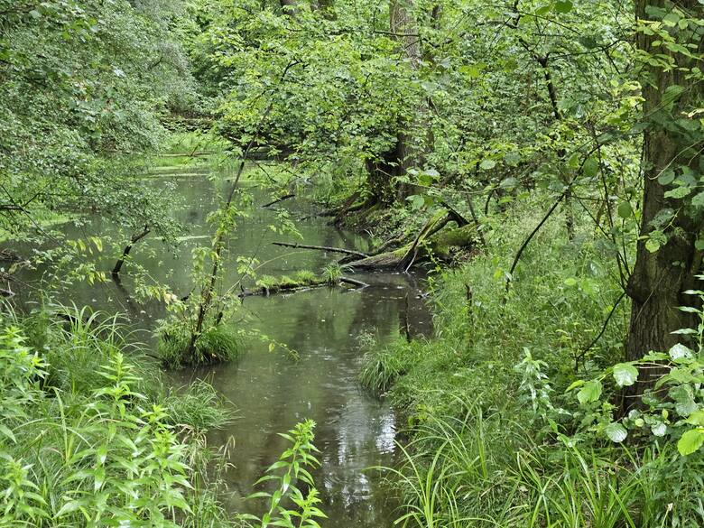 Rezerwat: Niedawno na terenie Nadleśnictwa Opole, w starorzeczu Odry, został utworzony rezerwat Narok. To rzadkie w skali Polski siedlisko z dużym udziałem