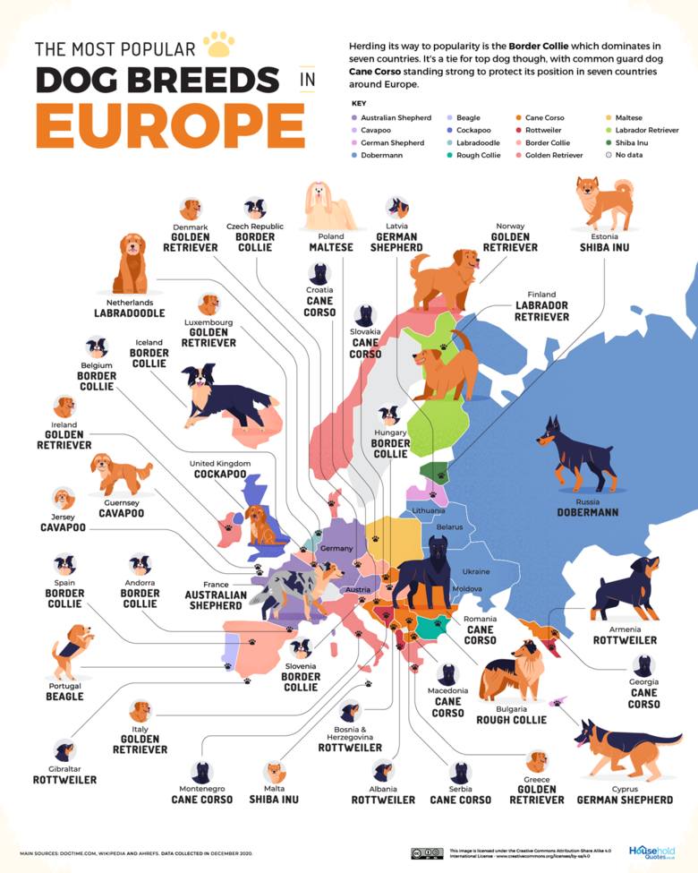 Te rasy psów są uwielbiane przez Europejczyków. Która faworytem w Polsce? Psów tych ras jest u nas najwięcej