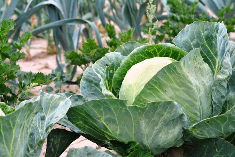 Jeśli stosujemy obornik, zaplanujmy, jakie warzywa posadzimy w kolejnych sezonach. Nie wszystkie dobrze rosną na ziemi świeżo zasilonej tym nawozem.