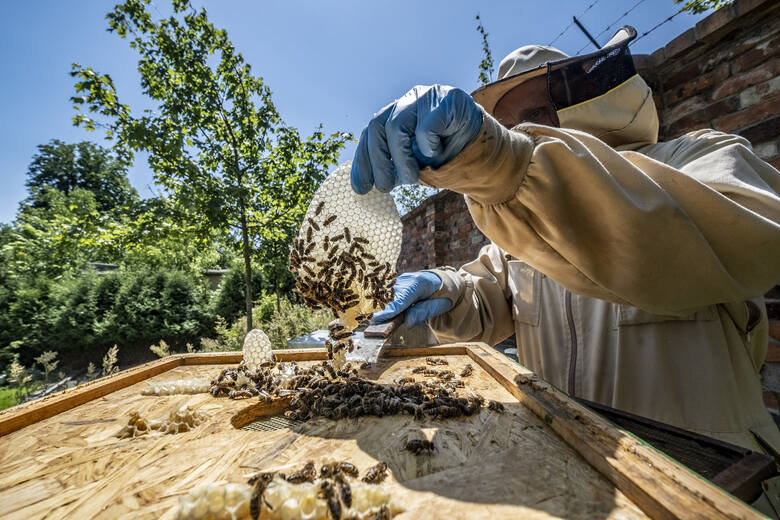 Jedna pszczela rodzina może liczyć nawet 80 tysięcy pszczół. Wszystkie z nich mają swoje zadania, które wykonują każdego dnia. Co dzieje się zatem za zamkniętymi drzwiami ula? Ile godzin dziennie pracuje pszczelarz? I jak tak właściwie powstaje miód?<br /> 