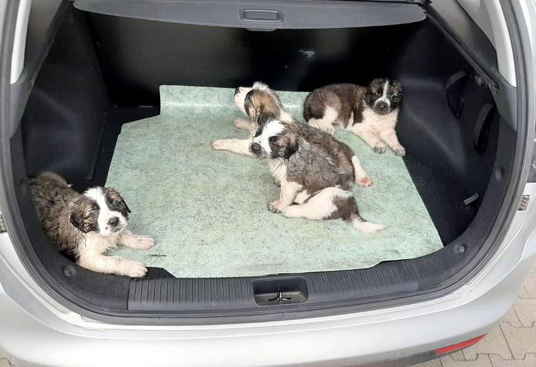 Psy zamknięte w samochodzie uratowali policjanci ze Skarszew