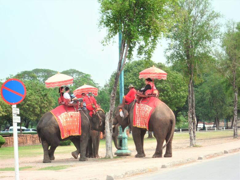 Słonie w Ayutthaya
