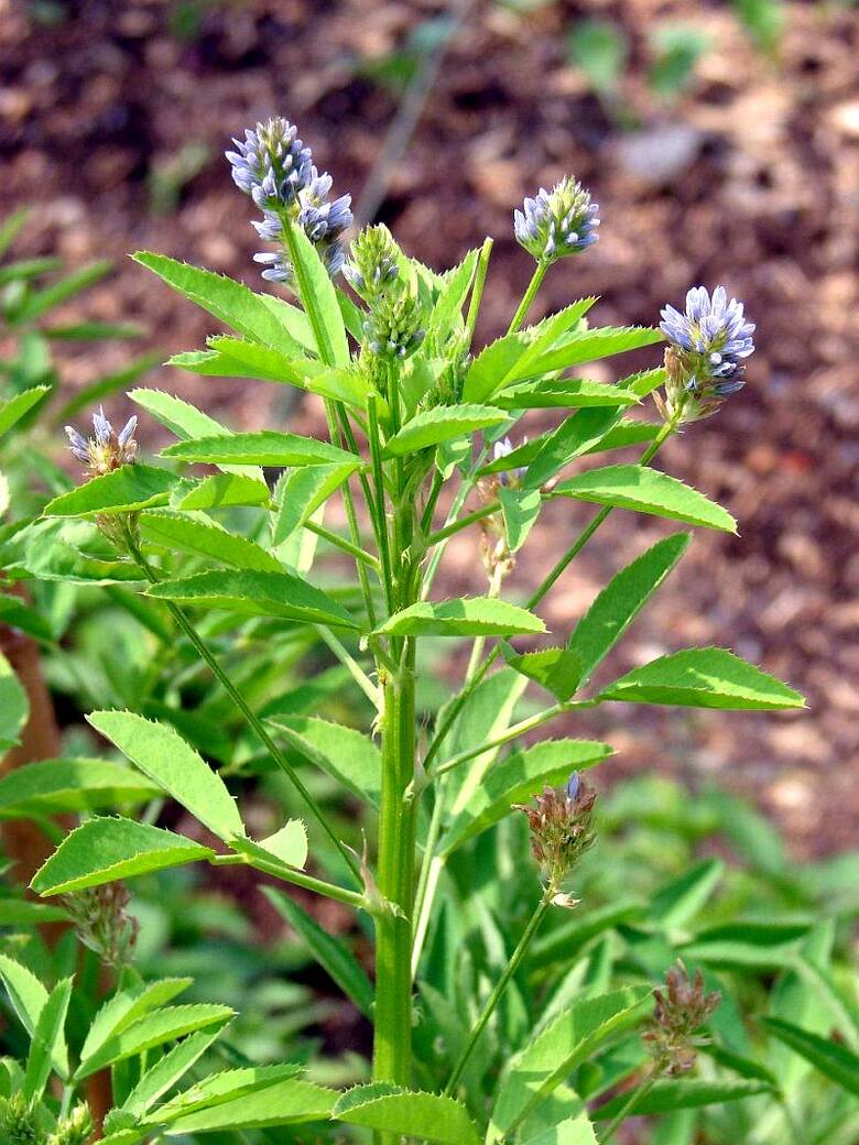 Kozieradka pospolita - jej liście, łodygi, kwiaty i nasiona znajdują szerokie zastosowanie w medycynie naturalnej.