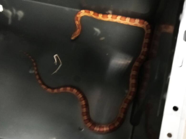 Ten wąż zbożowy został znaleziony w "Żabce" na ul. Kossaka i przewieziony do Schroniska dla zwierząt przy ul. Grunwaldzkiej 298 w
