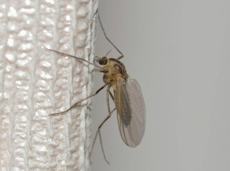 Komary można zwalczać metodami chemicznymi lub biologicznymi.