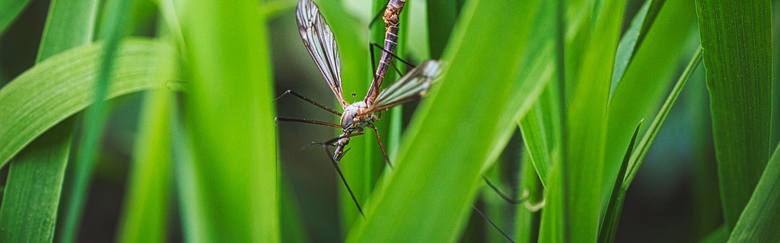 Sposoby na komary. Jak je odstraszyć i czy są groźne? Co zaleca GIS na uciążliwe owady?