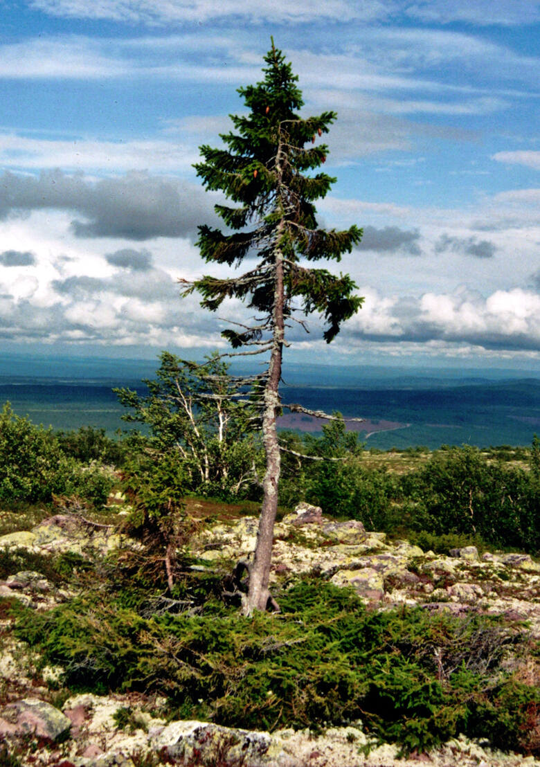 Szwedzki drzewo Old Tjikkoto liczy sobie aż 9550 lat