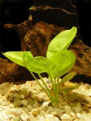 Żabienice – rośliny dla każdego