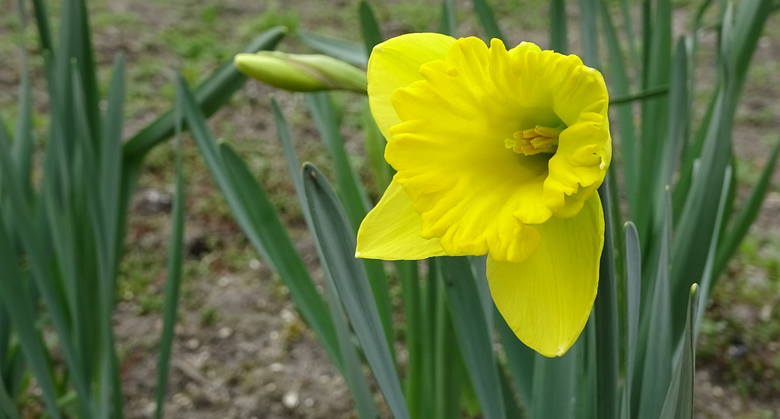 Ewa Zdrowowicz - Kulik: Co  teraz widzę - wiosenny ogród przed naszym domem w Skwierzynie z żonkilem - kwiatem nadziei - jako przesłanie, że życie po