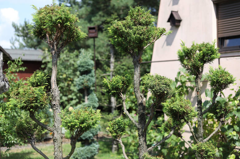 Niezwykły japoński ogród na Karolewie - pan Józef stworzył z iglaków ptaki 