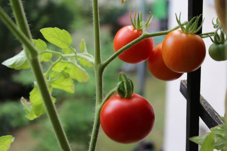 Pomidorom trzeba zapewnić podpory. Warto zwrócić uwagę na odmianę, bo tzw. wiotkołodygowe, które mogą się też przewieszać oraz sztywnołodygowe.
