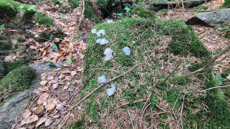 Galaretka w polskich lasach. Czy to grzyb? A może żywy organizm? Prawdziwa zagadka dla leśników