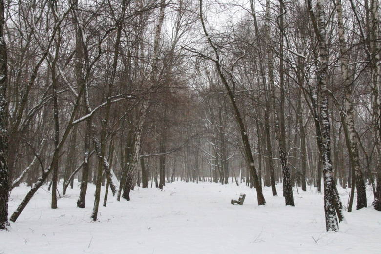 Park Zielona w Dąbrowie Górniczej wygląda ciekawie o każdej porze roku 