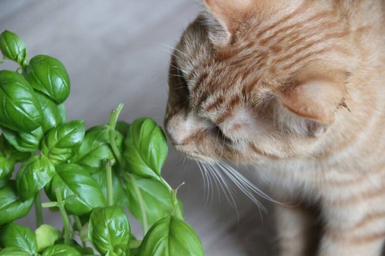 Przy kotach można bezpiecznie uprawiać zioła, takie jak bazylia, oregano, tymianek czy koperek.