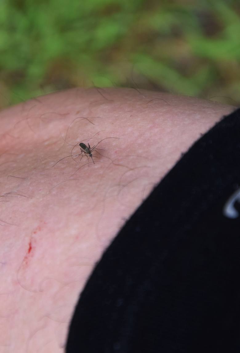 Fachowcy ostrzegają: komary mogą nas ciąć nawet do października. Chyba, że nadejdzie susza