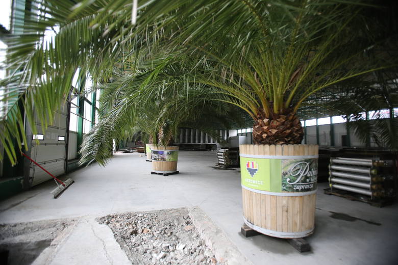 Gdzie są palmy z rynku w Katowicach? Oto ZDJĘCIA palm na zimowisku w hali Jantor