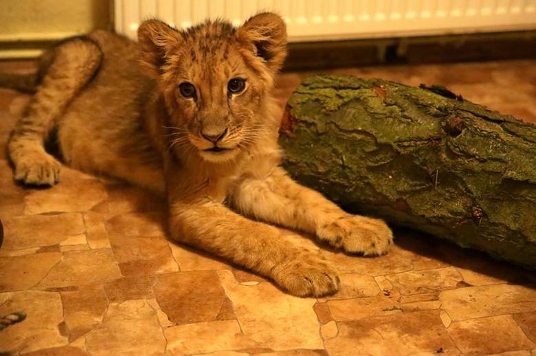 Wiadomo, że "Leo" ma 4 miesiące. - W jego wieku i w jego fazie rozwoju powinien ważyć 30-40 kg, a waży 15 kg - czytamy na Facebooku poznańskiego ZOO<br /> 
