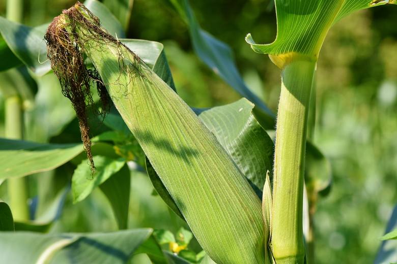 Trwa szacowanie strat po suszy 2019. Rolniku, zgłoś kukurydzę z Kujawsko-Pomorskiego