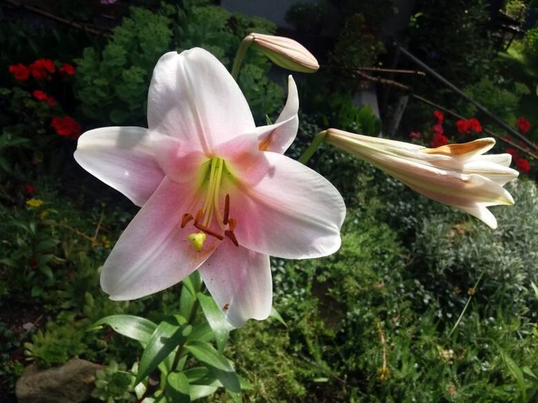 Wybierając cebule lilii zwróćmy uwagę na to, żeby  były zdrowe, a gatunek nadawał się do całorocznej uprawy w gruncie.