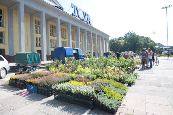 Kiermasze ogrodnicze odbywają się w każdy weekend przed Halą Sportową.