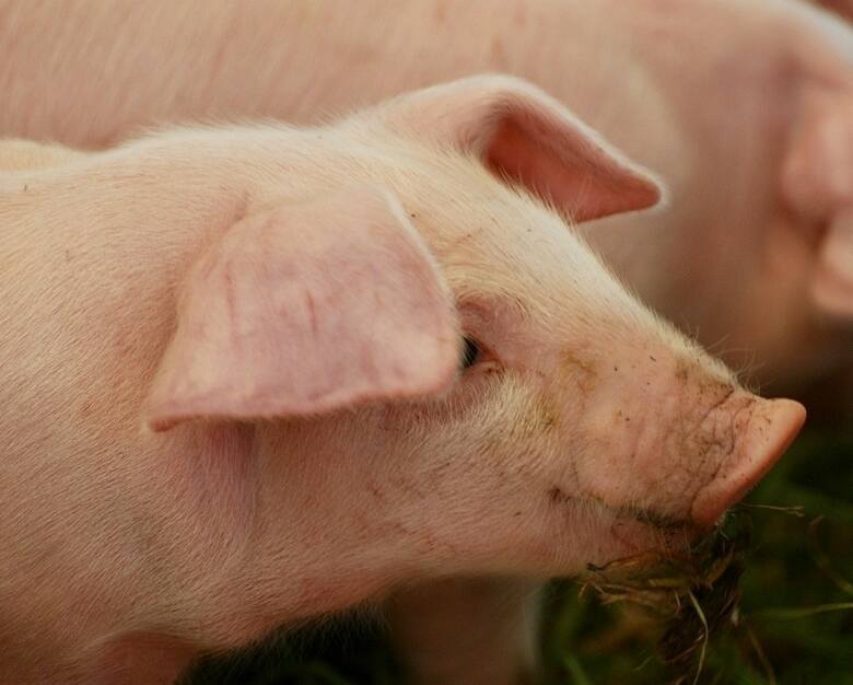 Naukowcy stworzyli zmodyfikowane świnie?