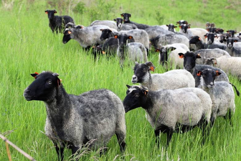 Owce znów na wypasie na Gorzowskich Murawach. Będą tam [/quot/]kosić[/quot/] trawę