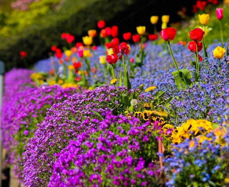 Niebiesko-fioletowa masa kwiatów z żółtymi i czerwonymi akcentami.